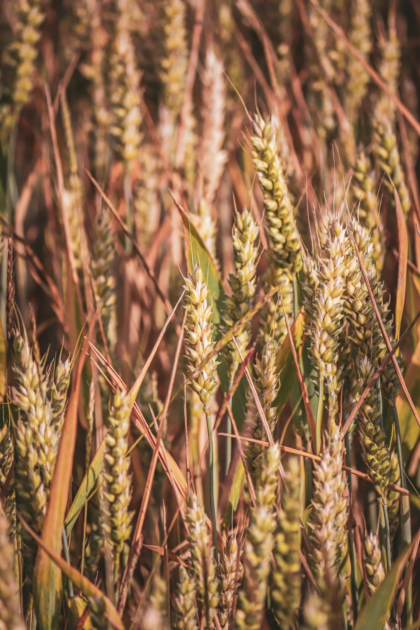The Importance of Technology in Modern Farming